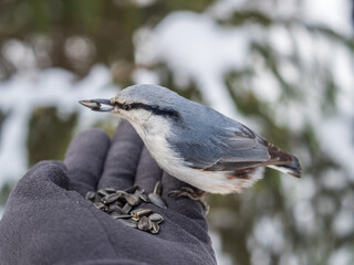 The Eurasian nuthatch eats seeds from a man's hand. Hungry bird wood nuthatch eating seeds from a hand during winter or autumn