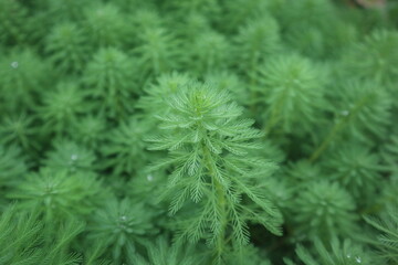 aquatic plants of Cabomba caroliniana blooming in spring design for green background and healthy lifestyle