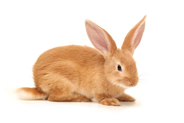 Baby of orange rabbit on white background