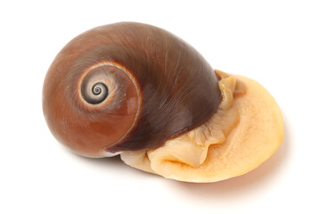 Crawling snail isolated on a white background