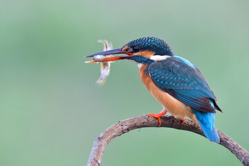 lovely turqouise blue bird, common kingfisher hunting white fish for its first meal in early morning