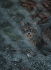 cat on the wall beautiful look animals eye 