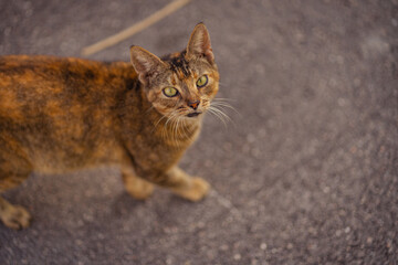 portrait of a cat street look me animals 