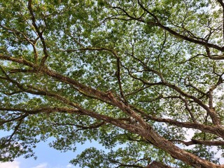 Beautiful pattern of tree branches.