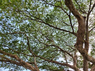Beautiful pattern of tree branches.