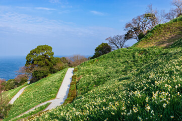 福井県越前水仙