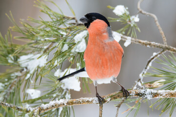 Bullfinch on pine branches in a pine forest