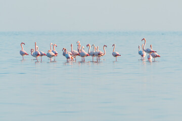 Flock of pink flamingos walking and feeding in the blue water