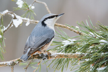 Nuthatch on a pine branch in a wild forest, sitta europaea