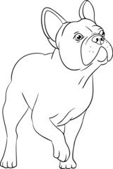 french bulldog vector ilustration