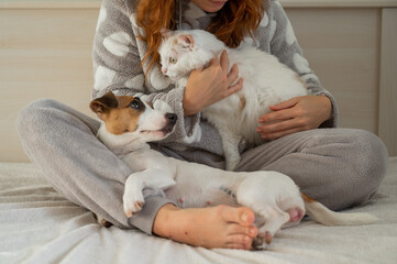 Caucasian woman holding a white fluffy cat and Jack Russell Terrier dog while sitting on the bed. The red-haired girl hugs with pets.