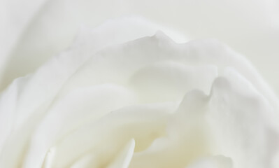 Abstract floral background, white rose flower petals