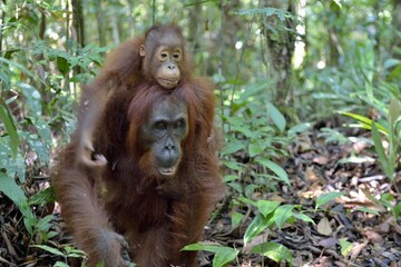 Obraz premium Mother orangutan and cub in a natural habitat. Bornean orangutan (Pongo pygmaeus wurmmbii) in the wild nature. Rainforest of Island Borneo. Indonesia.