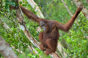 Bornean orangutan on the tree under rain in the wild nature. Central Bornean orangutan ( Pongo pygmaeus wurmbii ) on the tree  in natural habitat. Tropical Rainforest of Borneo. Indonesia © Uryadnikov Sergey