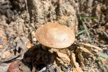 Interesting fungi in Queensland