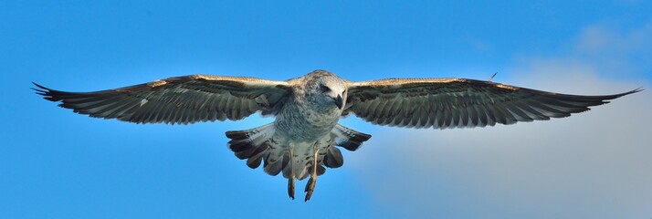 Flying Juvenile Kelp gull (Larus dominicanus), also known as the Dominican gull and Black Backed Kelp Gull. Blue sky background. False Bay, South Africa