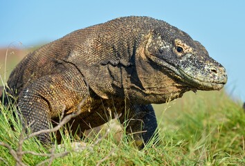Portrait of the Komodo dragon ( Varanus komodoensis ) is the biggest living lizard in the world. ...