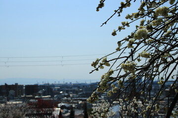 日本の梅林(兵庫県神戸市東灘区　岡本梅林)の満開の白梅の花と神戸市街地風景