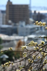 日本の梅林(兵庫県神戸市東灘区　岡本梅林)の満開の白梅の花と神戸市街地風景