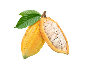 Yellow cocoa pods with half sliced and leaves isolated on white background.
