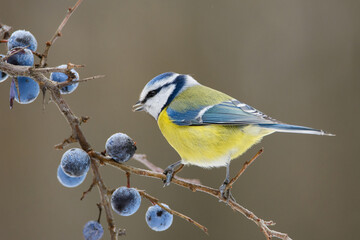 Obraz premium Azure tit on blue thorn berries, Parus coeruleus