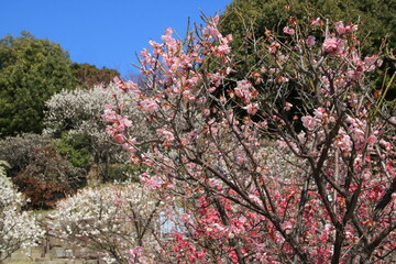 日本の梅林(兵庫県神戸市東灘区　岡本梅林)の満開の白梅と紅梅の花
