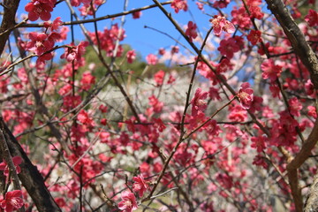 満開の紅梅の花