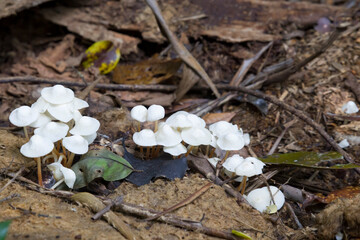 Small white fungi on forest floor newar Kuranda in Tropical North Queensland, Australia
