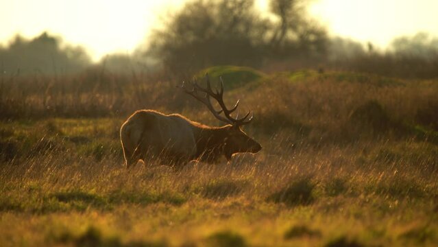 Bull Elk Gazing in Meadow During Sunset, 4k