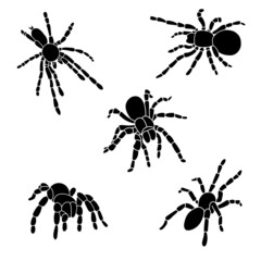 Set of silhouettes of spider. Tarantula glyph icon collection. Vector isolated on white background
