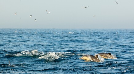 Group of dolphins, swimming in the ocean  and hunting for fish.