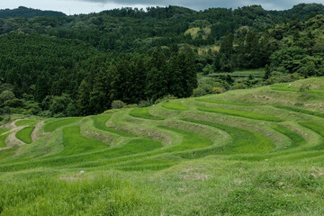 千葉県の大山千枚田
