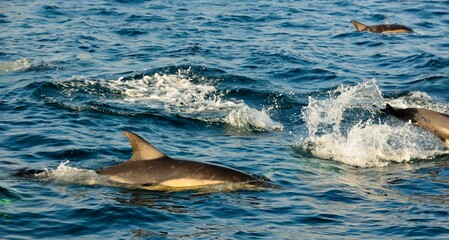 Group of dolphins, swimming in the ocean  and hunting for fish.