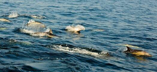 Group of dolphins, swimming in the ocean  and hunting for fish.