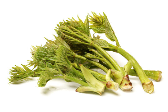 aralia sprout on white background