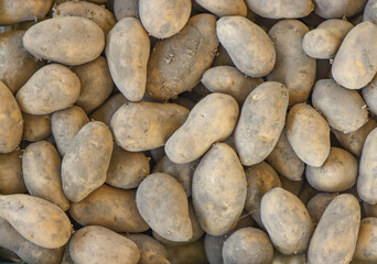 Obraz premium Harvested, ripe potato vegetable.
