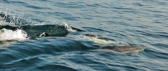 Group of dolphins, swimming in the ocean  and hunting for fish.