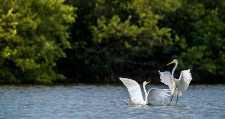 The fighting great egrets ( Ardea alba ).