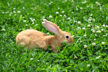 rabbit in the nature 