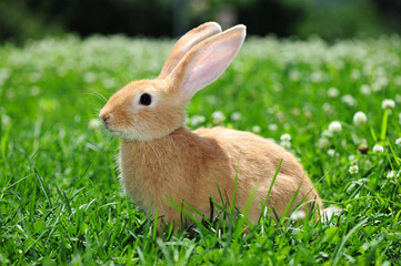 rabbit in the nature 