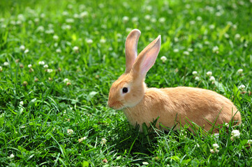 rabbit in the nature 