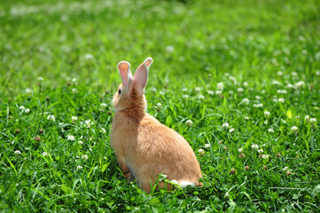 rabbit in the nature 