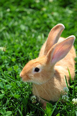 rabbit in the grass