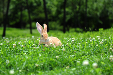 rabbit in the nature 