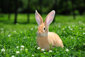 rabbit in the nature 