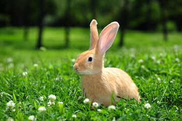 rabbit in the nature 