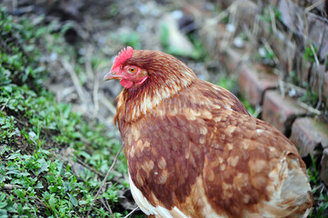   chicken on a farm