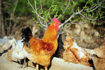 Brown chicken