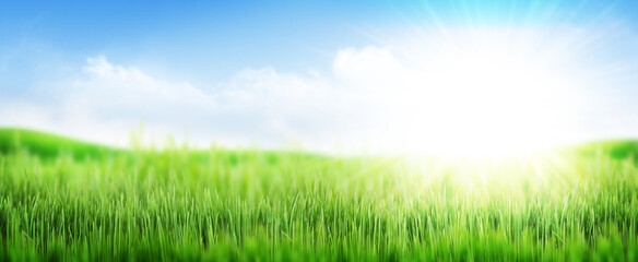 Fototapeta na wymiar Green grass field and clear blue sky