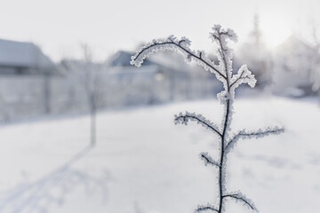 sprigs of a plant in a thick layer of frost, cold and snowstorms in winter, frosty weather,